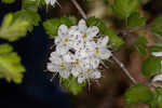 Parsley hawthorn